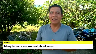 【TVBS English News】TAIWANESE POMELO FARMERS CONCERNED ABOUT SALES THIS YEAR