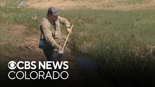 Denver has plan to control mosquitoes this season