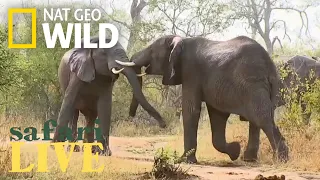 Safari Live - Day 50 | Nat Geo WILD