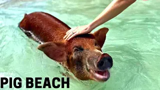 We swam with piggies in Nassau, Bahamas!