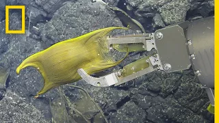 Rare Video: Deep-Sea Creature Incubates Eggs on Hydrothermal Vents | National Geographic