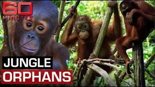 Jungle school raising endangered Orangutan orphans | 60 Minutes Australia
