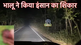 Sloth Bear Killed Men | Sloth Bear Attack Human | Pilibhit Tiger Reserve Night Drive #slothbear