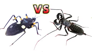 刺客蟲VS鞭蠍！Assassin Bug VS Whip Scorpion