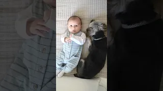 #shorts 🥰🥰🥺🥺Cute Baby And Dog #youtubeshorts #viral #cutebaby #dog #shortsfeed #trending #baby