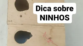 Uma dica para ajudar na sua criação de calopsitas #ninho