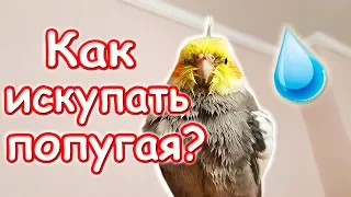 Как правильно купать попугая? Приучение попугая к купанию. | Рокки Life