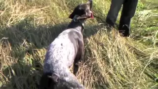 German Shorthaired Pointer Pheasant  Hunting