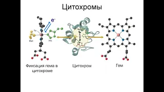 Гибель клеток, некроз, страж генома p53, митохондриальный путь апоптоза 011 (Part 1)