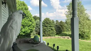 Surrounded by beauty, cockatoo creates a mucus ball to clean out his beak