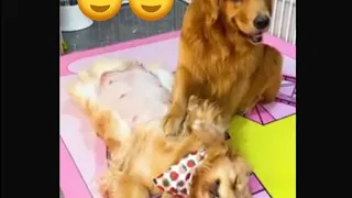 GOLDEN RETRIEVER TAKES GOOD CARE OF PREGNANT WIFE 😍 | VIDEO CLIP | TOPLIST MIX