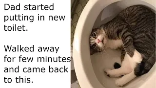 Funny Cats Compilation 2019. Cat In Toilet.