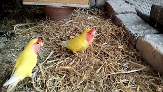 Lovebird mating just a moment