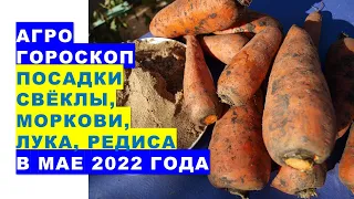 Агрогороскоп посадки свёклы, моркови, редиса, лука в мае 2022 года