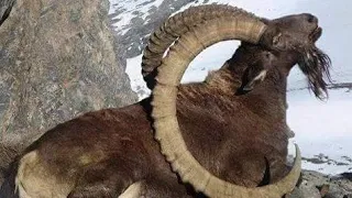 Himalayan ibex successful hunting | wildlife in Gilgit baltistan Pakistan