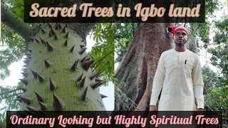 Sacred Trees In Igbo Land #africanspirituality #trees #mystical