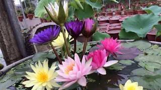 20 kinds of super beautiful water lily, many flowers, easy to grow