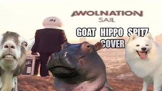 Awolnation - Sail (animal cover)