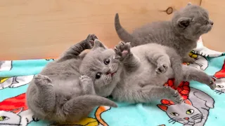 British Shorthair Kittens Too Cute! Mother Cat Baby Kittens Will Melt Your Heart 28 Days After Birth