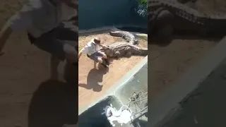 Crocodile Handling Gone Wrong 🐊 👀 🤕