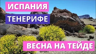 ИСПАНИЯ. ТЕНЕРИФЕ. ВЕСНА НА ВУЛКАНЕ ТЕЙДЕ/ ESPAÑA. TENERIFE. PRIMAVERA EN VOLCÁN TEIDE