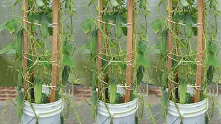 How to grow cucumber in paint bucket easily