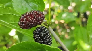 best mulberry harvest