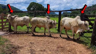 COMPRAMOS 3 TOUROS NELORE "PO" PARA LEVAR PARA NOSSA FAZENDA