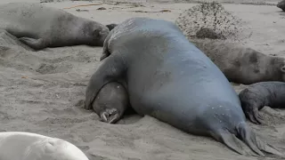 Elephant Seals Mating (More or Less)