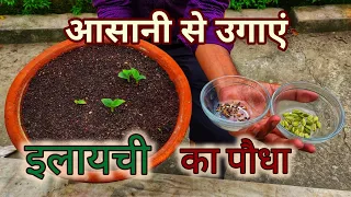 इलायची का पौधा घर पे कैसे उगाएं । How to grow Cardamom at home from seeds