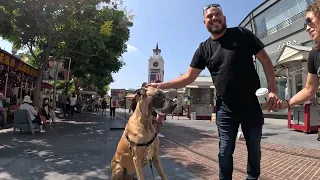 Cash 2.0 Great Dane at The Grove and Farmers Market in Los Angeles 68