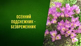 Безвременник осенний. Посадка и уход в открытом грунте