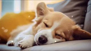 10 HOURS of Dog Calming Music For Dogs🎵🐶Anti Separation Anxiety🐶💖stress relief music
