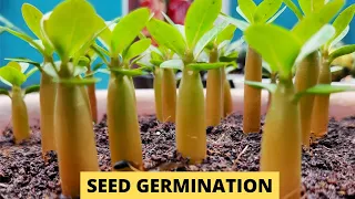 Adenium Seed Germination Process (Adenium Lovers)