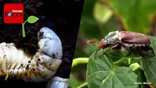 Junikäfer im Garten: Schädlinge erkennen und einfach bekämpfen