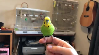 AMAZING talking parakeet says 12 unique phrases in a row!