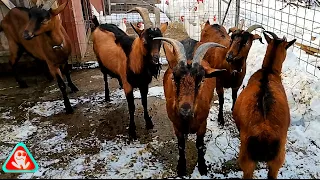 Milk in December from French Alpine goats?