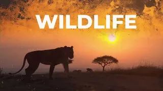 SafariLIVE Sunrise Safari - 12 April 2024