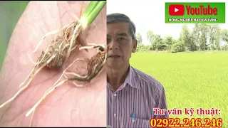 BONE - CỨNG CÂY, CHẮC LÓNG, CHỐNG ĐỔ NGÃ TRÊN LÚA - NÔNG NGHIỆP HAI LÚA VÀNG