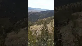 While hunting deer in the Ruby Mountains, we seen a herd with a few nice bucks