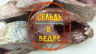 СЕЛЬДЬ В ВЕДРЕ