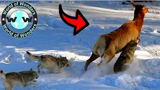 Best Hunting Moments by Wolves Animal Attacks🐺