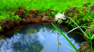 Samsung 4K demo video : Q Color Quantum World (HDR) #4K VIDEO TESTING| #NATURE_SRI_LANKA | Sanjith