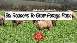 Forage Rape | Fast Growing Catch Crop | Reliable Yields | Winter Hardy