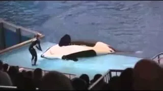 Orca slaps his coach