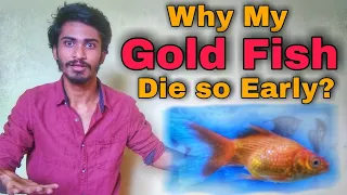 How to keep your GoldFish alive for 15 years? Why GoldFish die quickly?