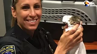 Cop Fosters Abandoned Kittens She Keeps Finding on Duty | The Dodo