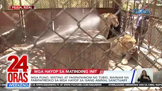 24 Oras Weekend Part 3- Pekeng dentista; Pampapresko sa mga hayop; Pusa vs butiki; atbp.