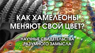 Как хамелеоны меняют цвет: техника и процесс. Научные свидетельства разумного замысла.