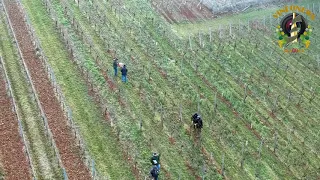 39ème Concours Régional de Taille de Vigne